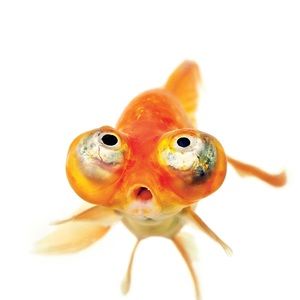 Meet your Posher, Pedro